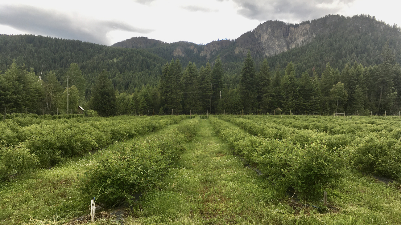 Saraya Natural Products' Echo Haskap farm is now a Canada GAP Certified farm.